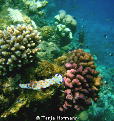 nudibranch on nice coral (originally snapped on boring co... by Tanja Hofmann 